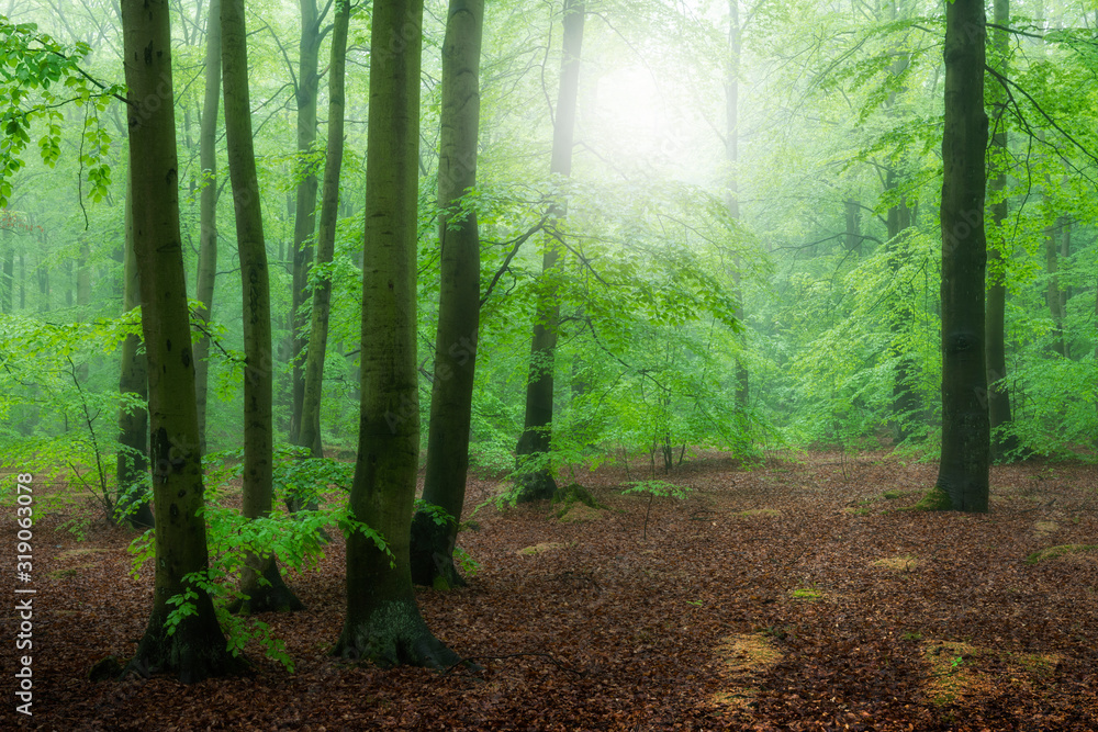 Obraz premium Misty morning in the old beech forest