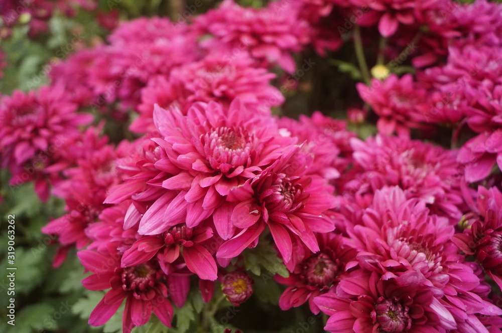 Red chrysanthemum Red chrysanthemum