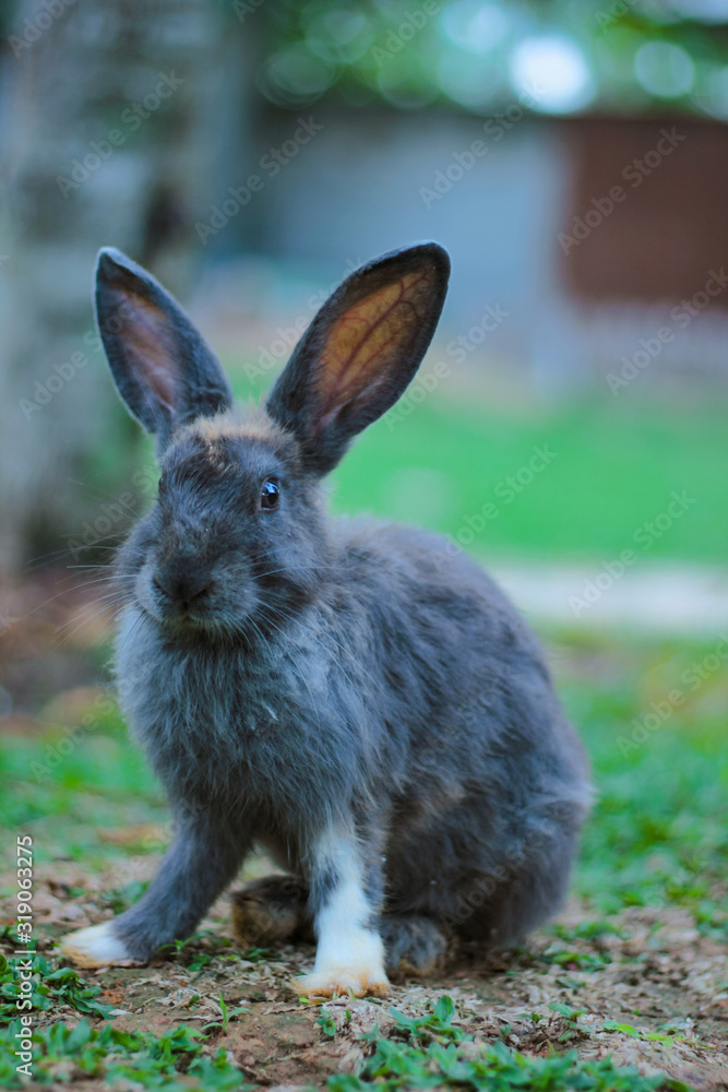 Fototapeta premium rabbit