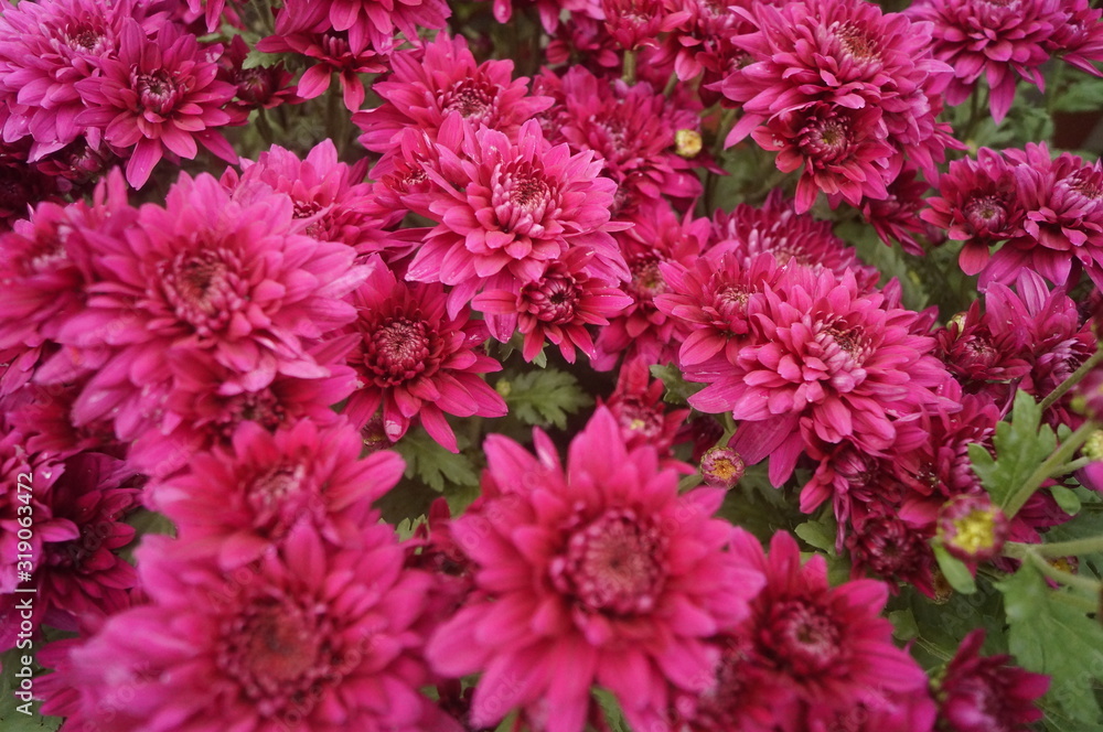 Red chrysanthemum Red chrysanthemum