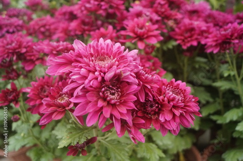 Red chrysanthemum