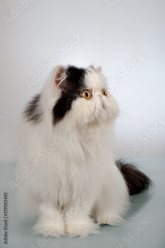 Photo session to Persian cats