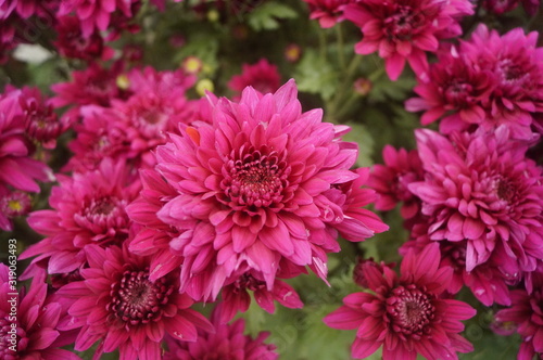 Red chrysanthemum