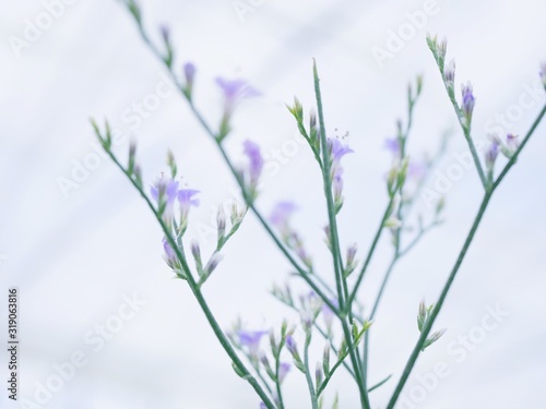 blue flowers isolated on white background