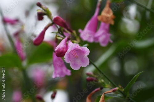 Strobianthes colorata is a tropical plant with purple-pink tubular flowers that bloom downward.