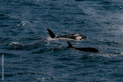 Mother and Baby Orca Whales swimming in the Sea of Cortez
