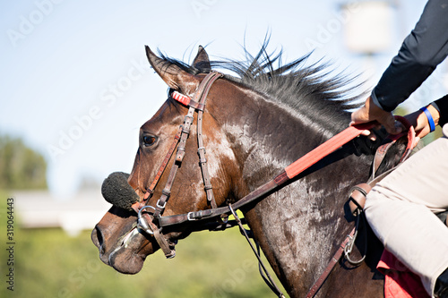 racehorse headshot