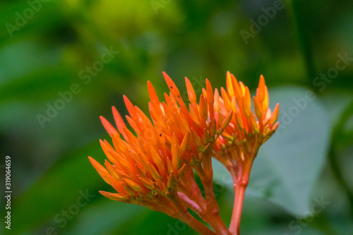 Colourful flower blossoms in a garden.