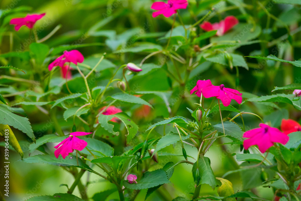 Colourful flower blossoms in a garden.