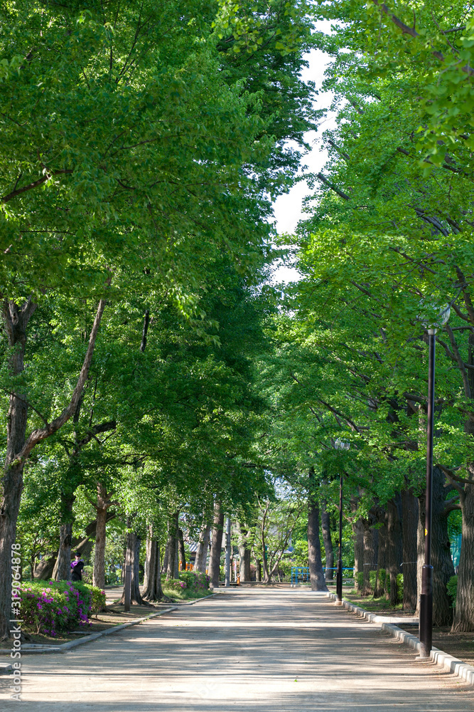 新緑の羽根木公園(東京都世田谷区) 新緑の羽根木公園(東京都世田谷区)