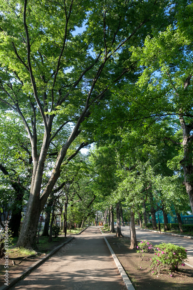 新緑の羽根木公園（東京都世田谷区）