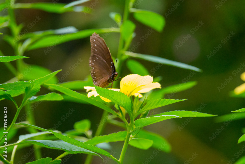 Colourful flower blossoms in a garden. Colourful flower blossoms in a garden.