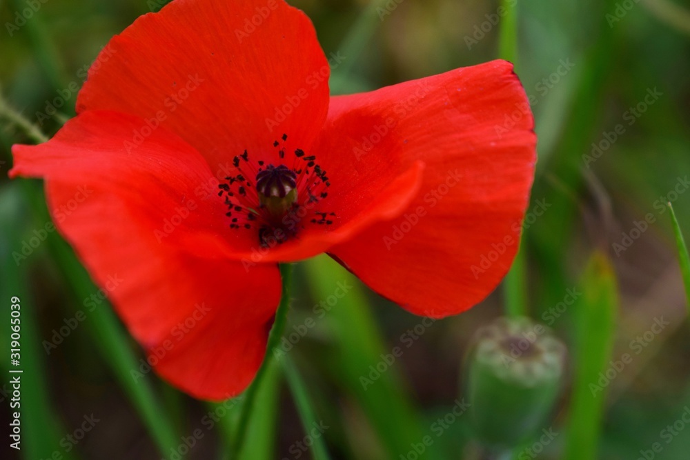 Roter Mohn im Feld