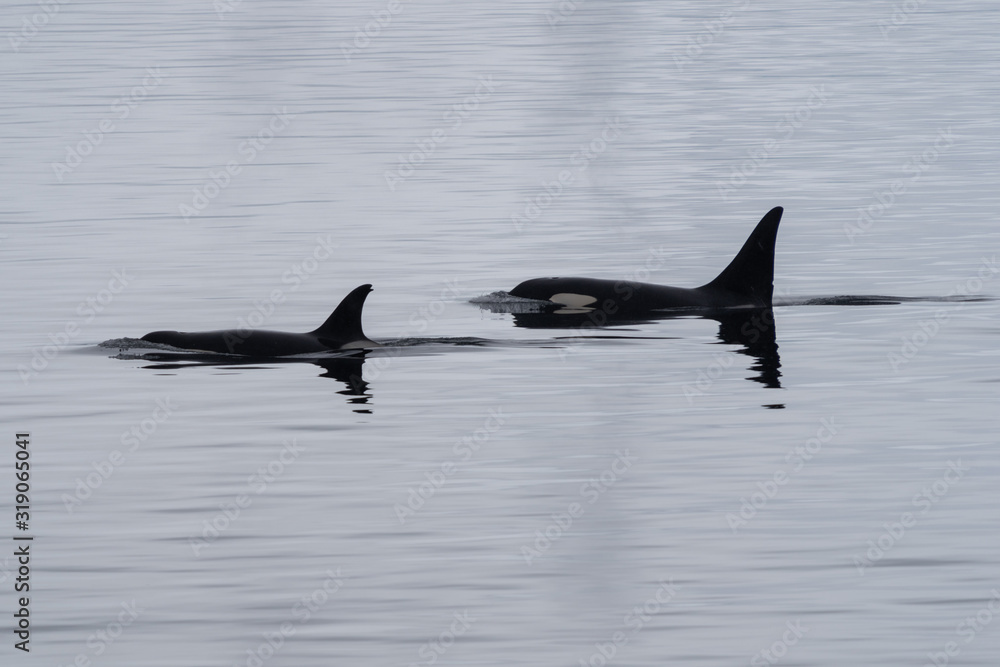 Fototapeta premium Killer Whales in Antarctica