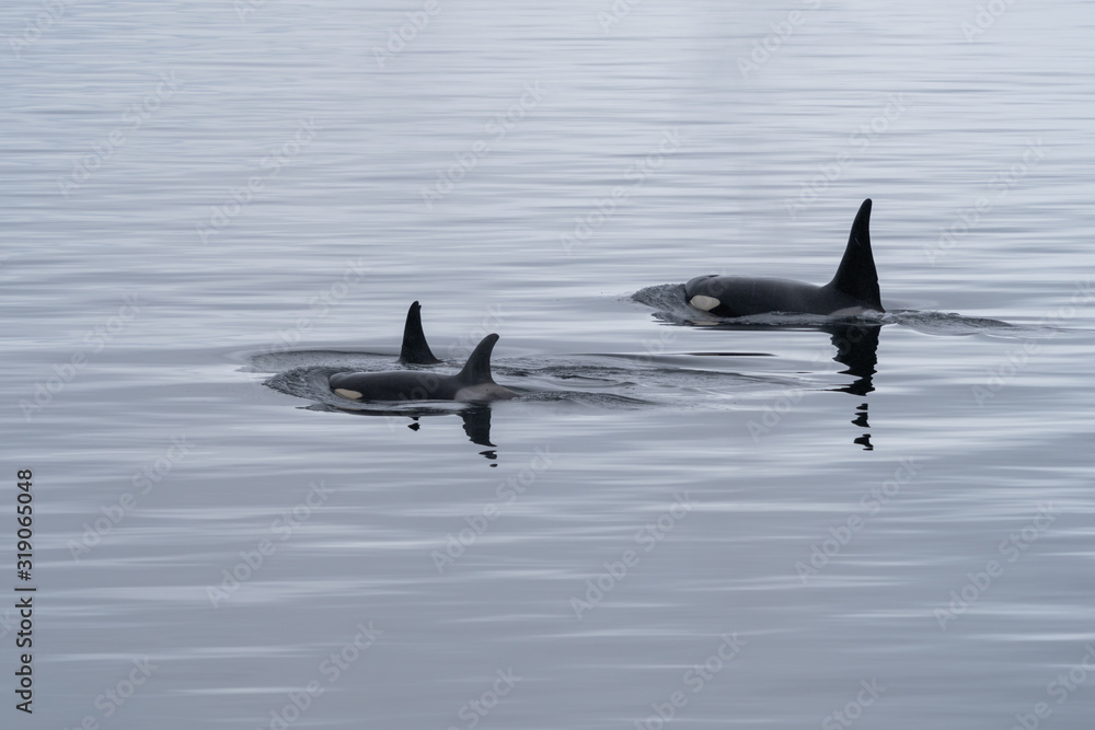 Fototapeta premium Killer Whales in Antarctica