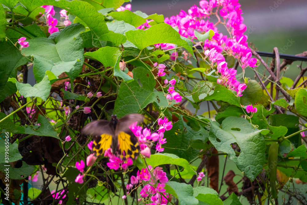 Colourful flower blossoms in a garden. Colourful flower blossoms in a garden.