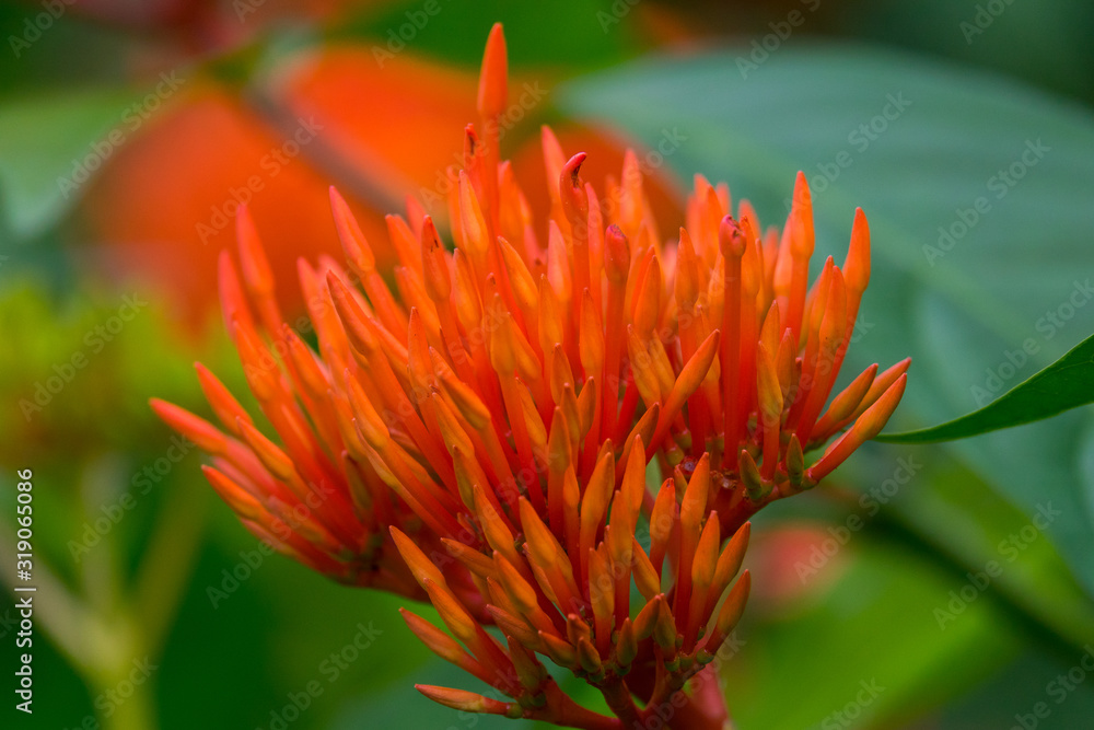 Colourful flower blossoms in a garden.