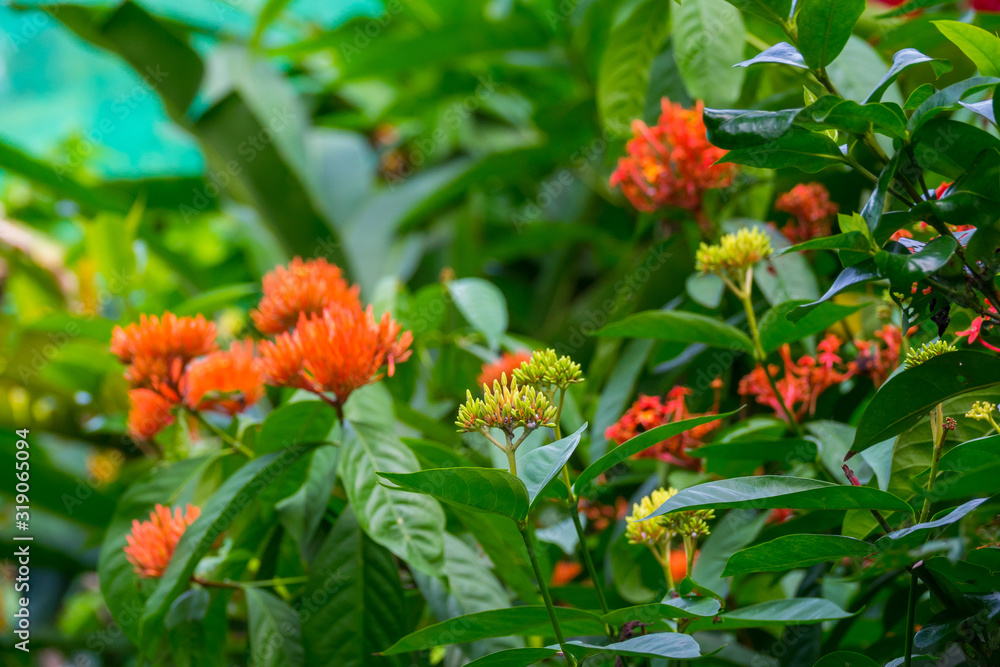 Colourful flower blossoms in a garden. Colourful flower blossoms in a garden.