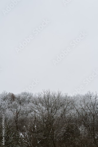 Cold winter frosted trees