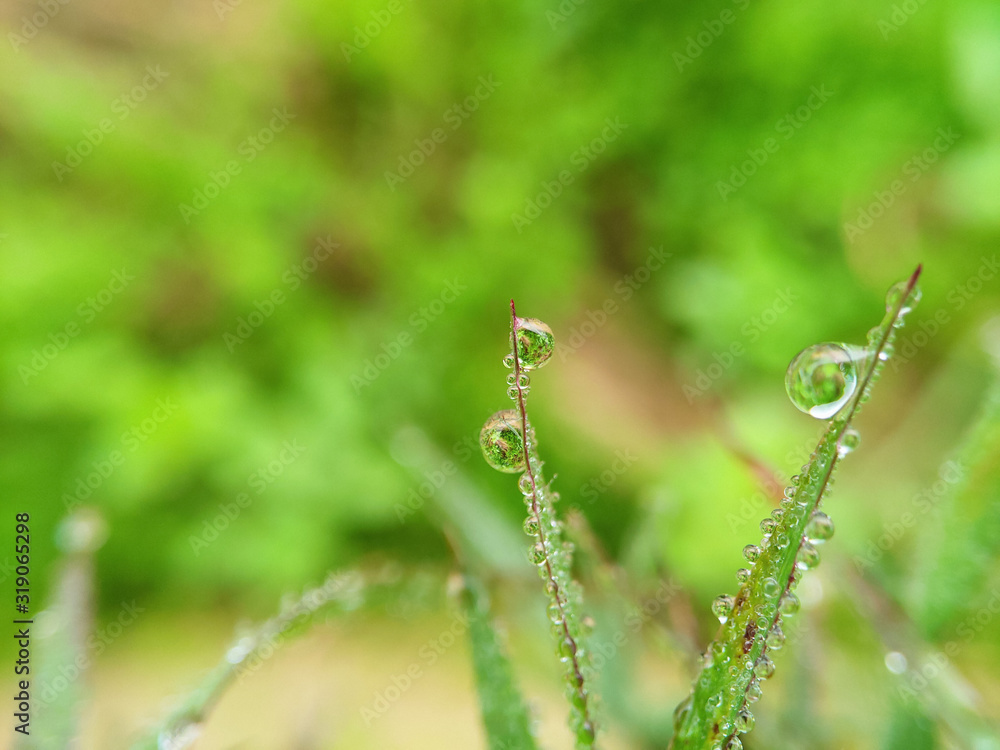 dew on grass dew on grass