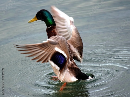 Stockente Flügelschlagend im Wasser photo