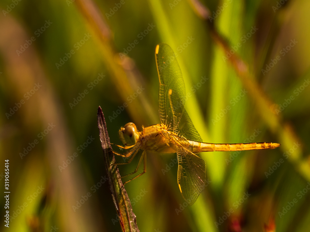 The Wandering Glider Dragonfly has a yellow abdomen and clear wings. They use wind current to stay aloft for extented periods, hence its name. Scientific name is Pantala flavescens. The Wandering Glider Dragonfly has a yellow abdomen and clear wings. They use wind current to stay aloft for extented periods, hence its name. Scientific name is Pantala flavescens.