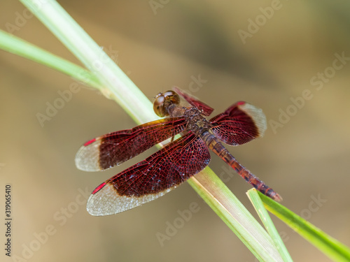 Wallpaper Mural The Common Parasol Dragonfly is also known as the Red Grasshawk. It is red in color and has twin wings. Scientific name is Neurothemis fluctuans. Torontodigital.ca