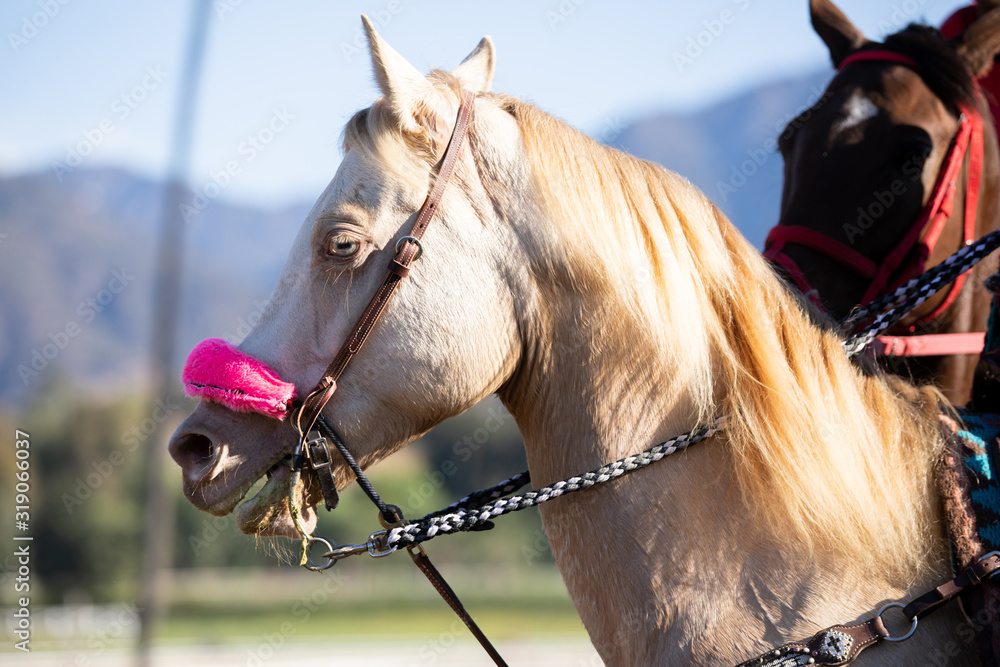 Obraz premium Pony Horse