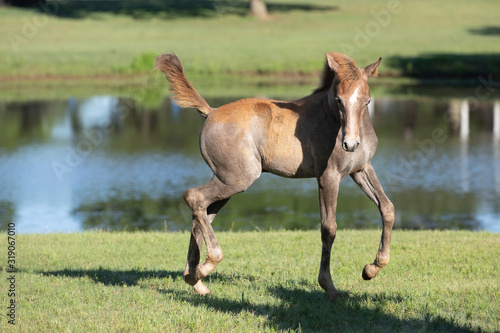 Foto foal playing