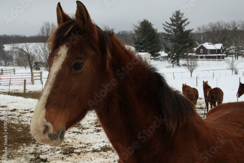 horses in winter