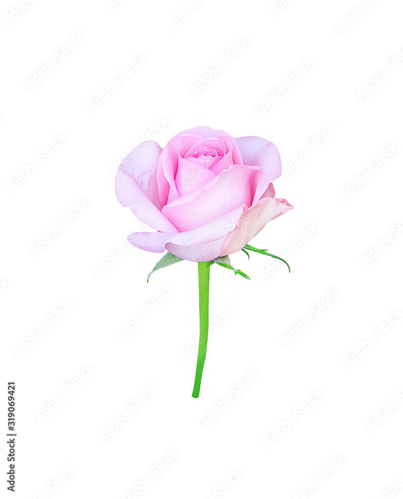 Fototapeta premium Rose flower bud begins blossom isolated on white background and clipping path