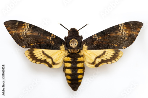 Foto Sphingidae moth - Acherontia atropos isolated on white background