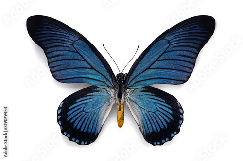Beautiful butterfly bold blue birdwing Papilio Zalmoxis with blue black striped wings isolated on white background. Tropical butterfly collector's item close up shot.