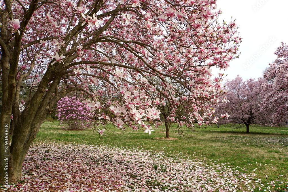 Beautiful pink magnolia flowering tree Beautiful pink magnolia flowering tree