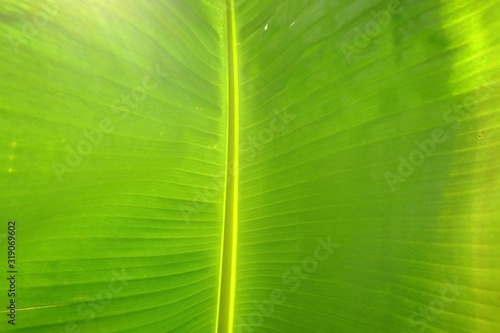 Tropical banana leaf with vein pattern and green color 