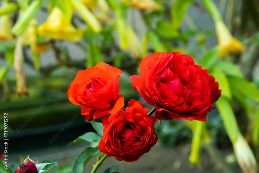 red roses in garden red roses in garden