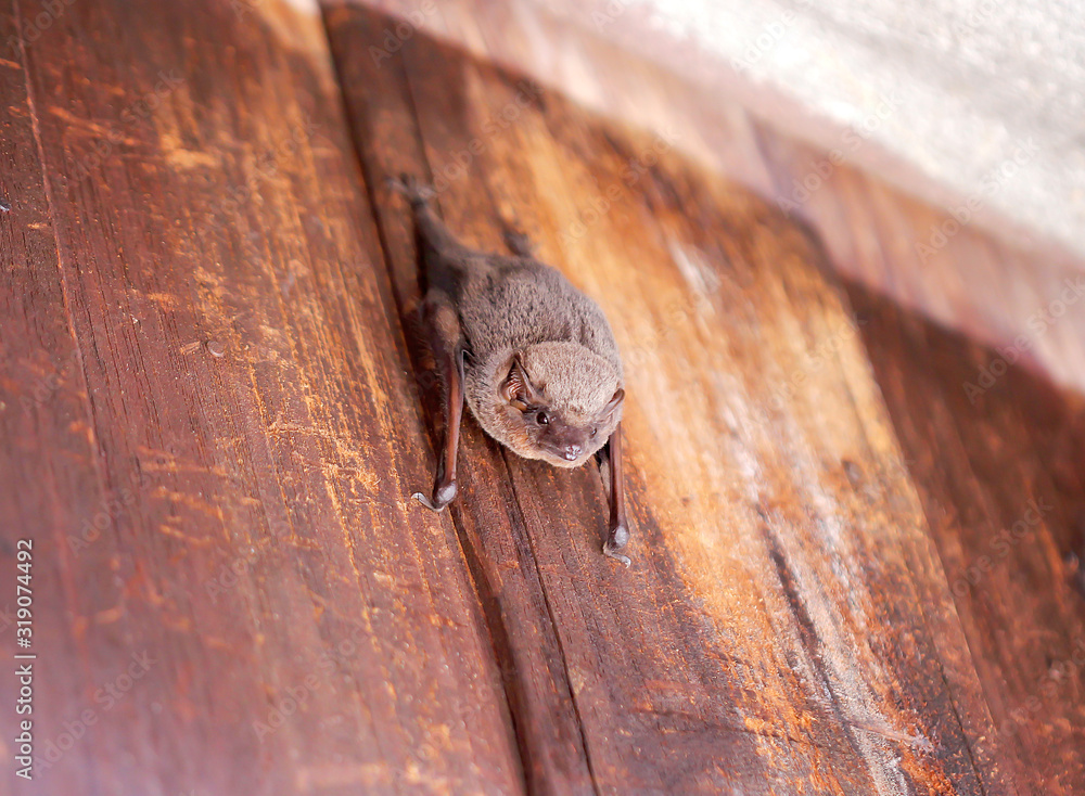 Obraz premium Bat hanging on old brown plank wood wall near roof house closeup background