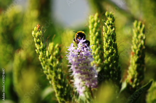 Abeja polinizando  photo