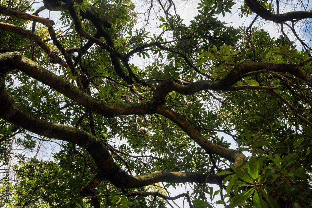 Fototapeta premium 冬の公園の樹木