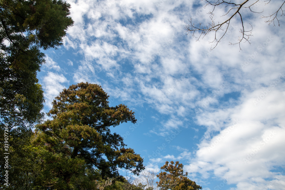 Fototapeta premium 冬の青空