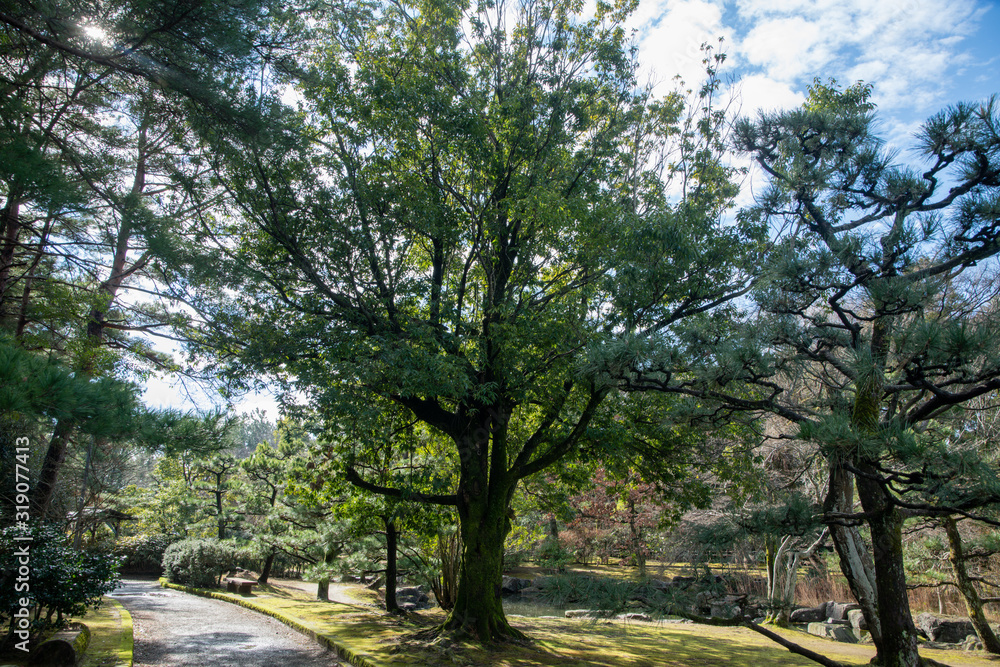 冬の公園の樹木 冬の公園の樹木