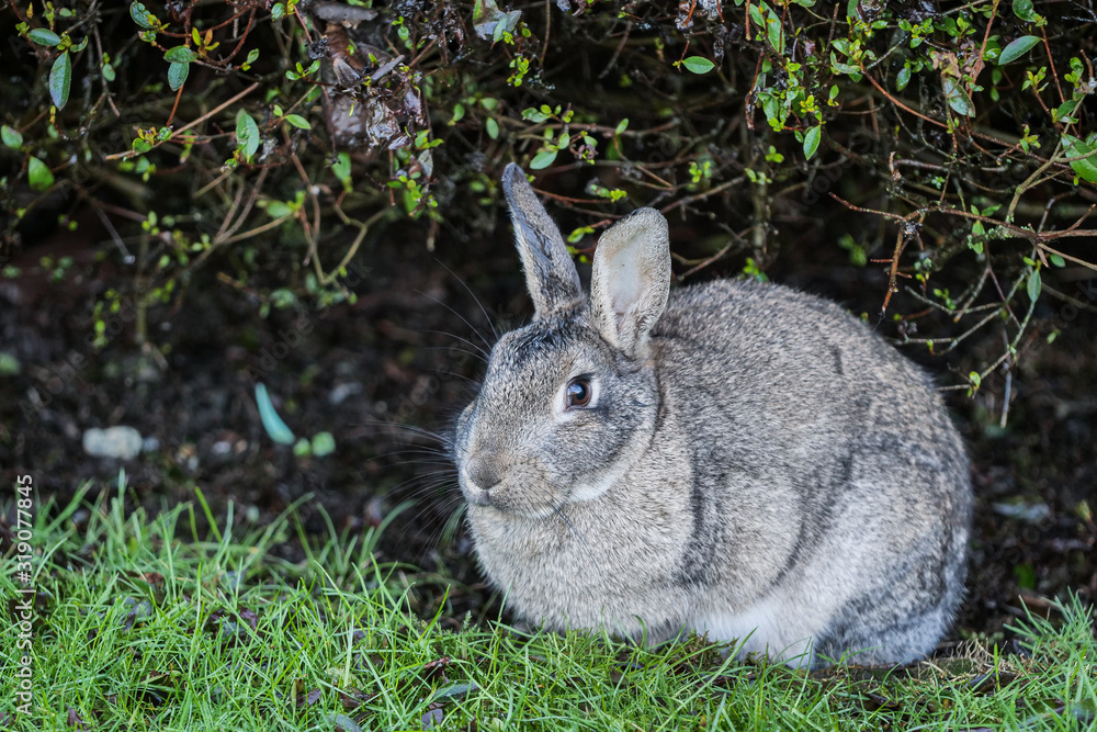 Fototapeta premium one cute gray bunny hiding underneath the green bushes in the park 