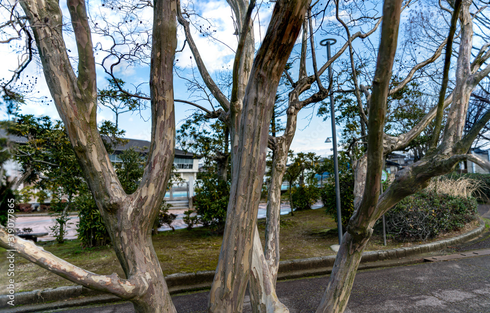 冬の公園の樹木