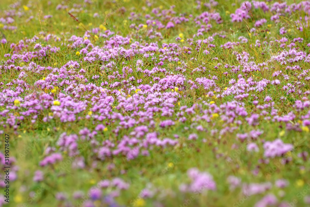 thyme wild pink flowers meadow