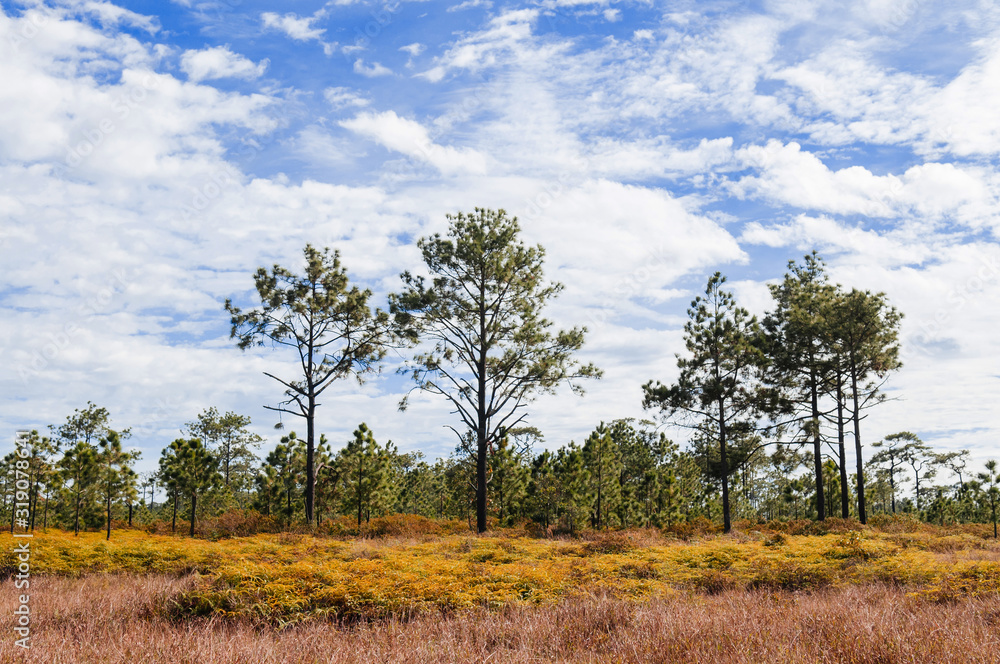 Pine tree forest under afternoon sun at Phu Kradueng, Loei - Thailand