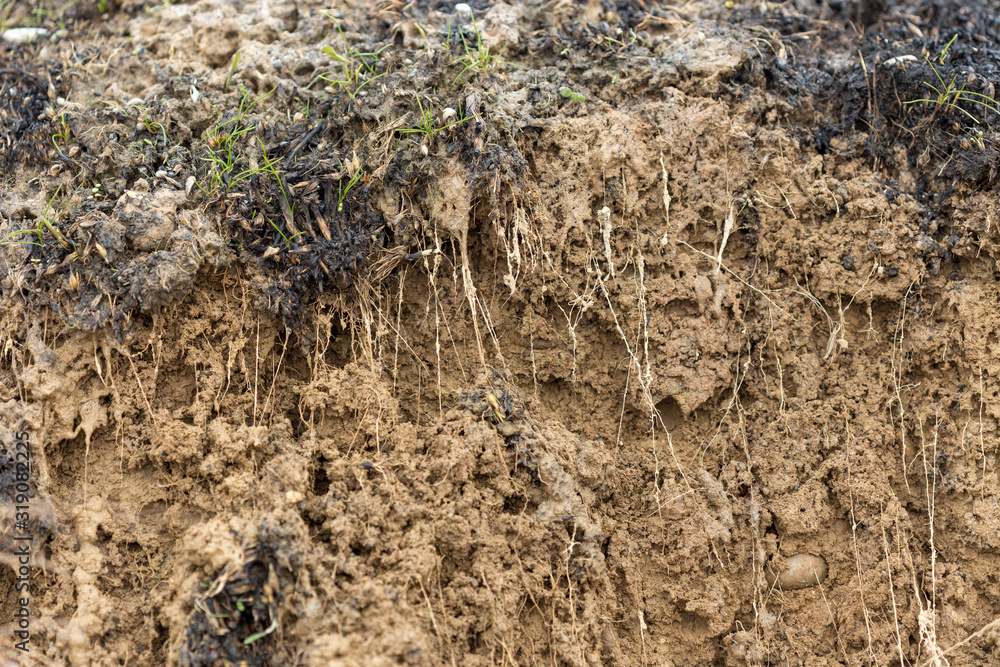 cross section of grass root and soil cross section of grass root and soil