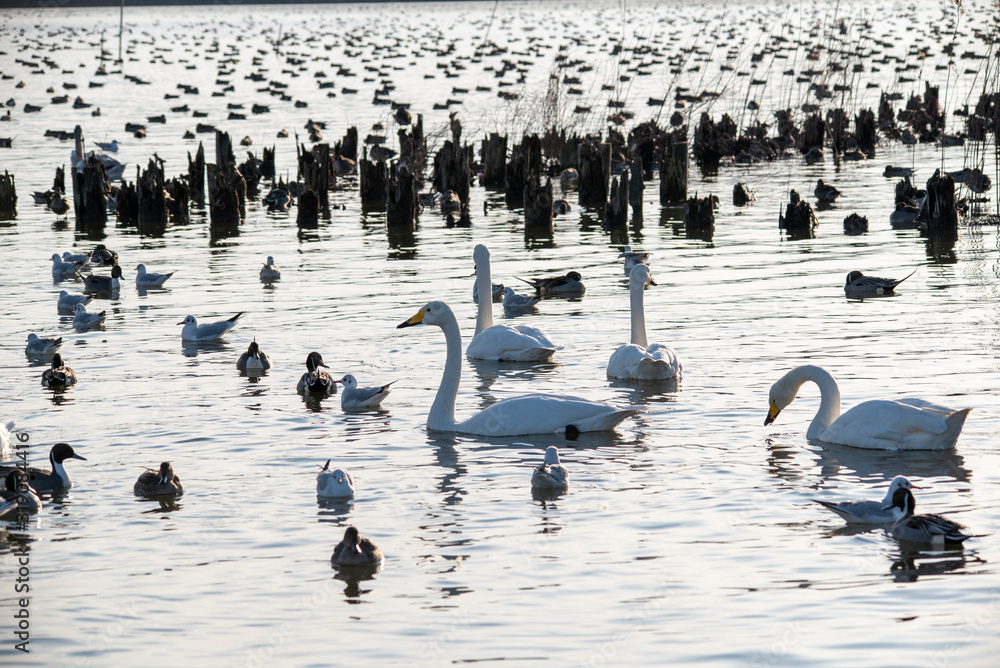 Fototapeta premium Swan