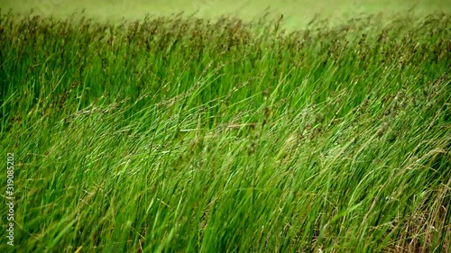 Wallpaper Mural steppe feather grass sways in the wind Torontodigital.ca