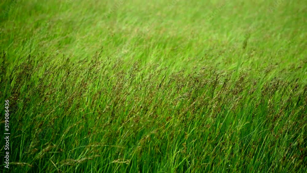 steppe feather grass sways in the wind steppe feather grass sways in the wind