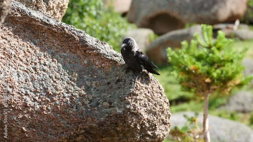 birds jackdaws in the rain slow motion 